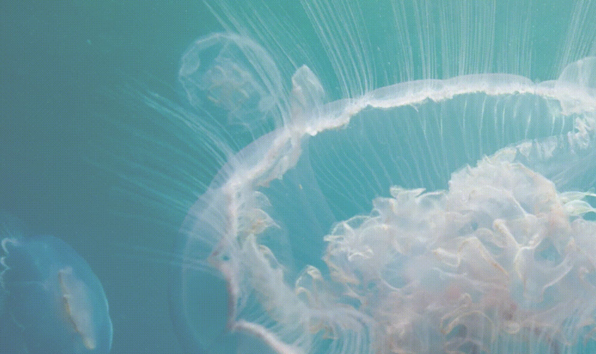 Mercato ittico Chioggia